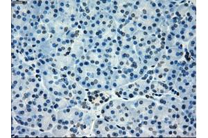 Immunohistochemical staining of paraffin-embedded pancreas tissue using anti-PORmouse monoclonal antibody. (POR anticorps)