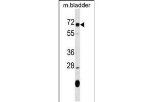Western blot analysis in mouse bladder tissue lysates (35ug/lane). (OSGIN1 anticorps  (C-Term))