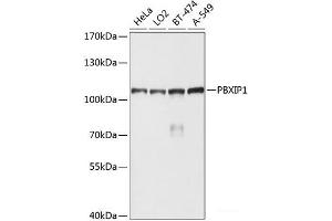 Western blot analysis of extracts of various cell lines using PBXIP1 Polyclonal Antibody at dilution of 1:1000. (PBXIP1 anticorps)