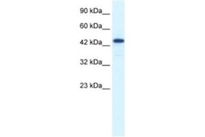 Western Blotting (WB) image for anti-REST Corepressor 3 (RCOR3) antibody (ABIN2460872) (RCOR3 anticorps)