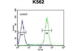 Flow cytometric analysis of K562 cells using FBXW12 Antibody (C-term) Cat.