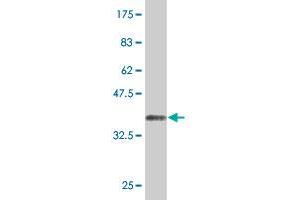 Western Blot detection against Immunogen (36.