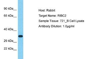 Host: Rabbit Target Name: RIBC2 Sample Tissue: Human 721_B Whole Cell Antibody Dilution: 1ug/ml (RIBC2 anticorps  (Middle Region))