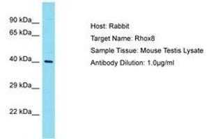 Image no. 1 for anti-Reproductive Homeobox 8 (RHOX8) (N-Term) antibody (ABIN6750248) (RHOX8 anticorps  (N-Term))