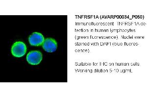 Image no. 2 for anti-Tumor Necrosis Factor Receptor Superfamily, Member 1A (TNFRSF1A) (N-Term) antibody (ABIN2792105) (TNFRSF1A anticorps  (N-Term))