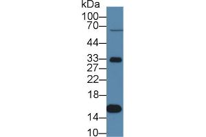 Western Blot; Sample: Porcine Liver lysate; Primary Ab: 1µg/ml Rabbit Anti-Porcine TTR Antibody Second Ab: 0.