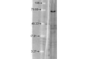 Western Blot analysis of hamster T-CHO cell lysate showing detection of KCNQ1 protein using Mouse Anti-KCNQ1 Monoclonal Antibody, Clone S37A-10 . (KCNQ1 anticorps  (AA 2-101) (Atto 390))
