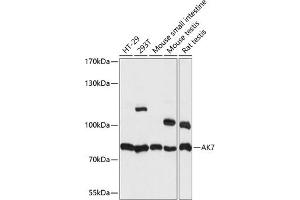 Western blot analysis of extracts of various cell lines, using  antibody (ABIN7265471) at 1:1000 dilution. (Adenylate Kinase 7 anticorps  (AA 1-200))