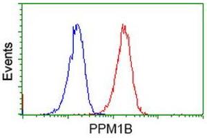 Image no. 2 for anti-Protein Phosphatase, Mg2+/Mn2+ Dependent, 1B (PPM1B) antibody (ABIN1500375) (PPM1B anticorps)