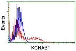 HEK293T cells transfected with either RC207384 overexpress plasmid (Red) or empty vector control plasmid (Blue) were immunostained by anti-KCNAB1 antibody (ABIN2455317), and then analyzed by flow cytometry. (KCNAB1 anticorps)