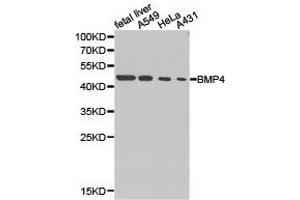 Western Blotting (WB) image for anti-Bone Morphogenetic Protein 4 (BMP4) antibody (ABIN1871318) (BMP4 anticorps)