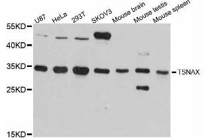 Western blot analysis of extracts of various cell lines, using TSNAX antibody (ABIN5999114) at 1:3000 dilution. (TSNAX anticorps)