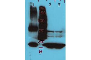 Western Blot of Rabbit Anti-AGAP4 Antibody.