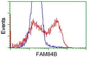HEK293T cells transfected with either RC207996 overexpress plasmid (Red) or empty vector control plasmid (Blue) were immunostained by anti-FAM84B antibody (ABIN2453029), and then analyzed by flow cytometry. (FAM84B anticorps)