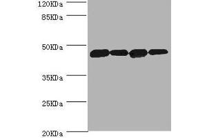 Western blot All lanes: DNAJA2 antibody at 3. (DNAJA2 anticorps  (AA 233-412))