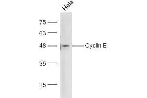 Hela cells lysate probed with Anti-Cyclin E Polyclonal Antibody  at 1:5000 90min in 37˚C.
