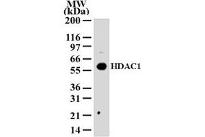 Image no. 1 for anti-Histone Deacetylase 1 (HDAC1) (AA 1-5) antibody (ABIN208466) (HDAC1 anticorps  (AA 1-5))