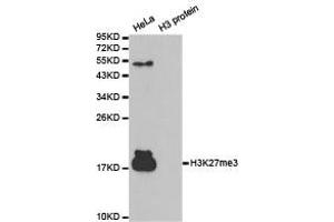 Western blot analysis of extracts of HeLa cell line and H3 protein expressed in E. (Histone 3 anticorps  (H3K27me3))