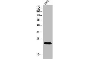 Western blot analysis of 293 using MRP-L35 antibody. (MRPL35 anticorps  (Internal Region))