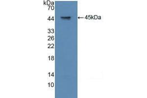 Western blot analysis of recombinant Human GAP43. (GAP43 anticorps  (AA 1-274))