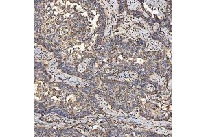 IHC analysis of SLC25A24 using anti-SLC25A24 antibody (ABIN7599228).