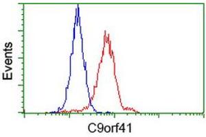 Flow Cytometry (FACS) image for anti-Chromosome 9 Open Reading Frame 41 (C9orf41) antibody (ABIN1497061) (C9orf41 anticorps)
