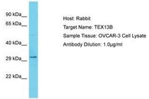 Image no. 1 for anti-Testis Expressed 13B (TEX13B) (AA 93-142) antibody (ABIN6750646) (TEX13B anticorps  (AA 93-142))