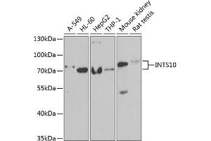 Western blot analysis of extracts of various cell lines, using INTS10 antibody (ABIN6129779, ABIN6142485, ABIN6142487 and ABIN6222325) at 1:1000 dilution. (INTS10 anticorps  (AA 451-710))