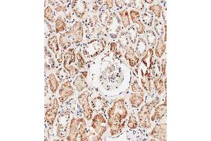 Immunohistochemical analysis of E on paraffin-embedded human kidney tissue was performed on the Leica®BOND RXm. (Prohibitin 2 anticorps  (AA 225-255))