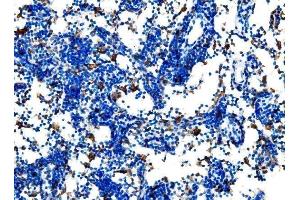 IHC analysis of Cd27 using anti-Cd27 antibody (ABIN7600813).