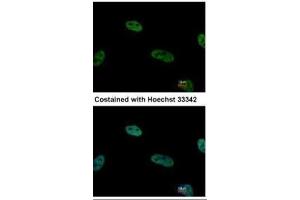 ICC/IF Image Immunofluorescence analysis of paraformaldehyde-fixed HeLa, using TRIP15, antibody at 1:500 dilution.