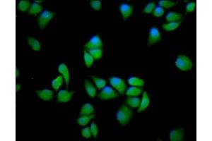 Immunofluorescence staining of Hela cells with ABIN7169254 at 1:166, counter-stained with DAPI.