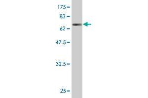 Western Blot detection against Immunogen (67.