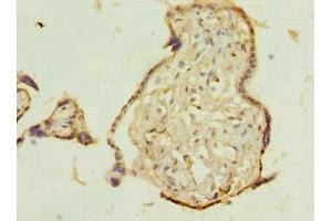 Immunohistochemistry of paraffin-embedded human placenta tissue using ABIN7173035 at dilution of 1:100 (TMEM115 anticorps  (AA 187-351))