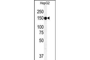 ABCC10 Antibody (Center) (ABIN654102 and ABIN2843986) western blot analysis in HepG2 cell line lysates (35 μg/lane). (ABCC10 anticorps  (AA 767-793))