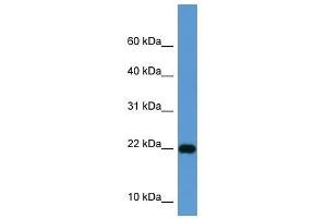 ISG15 antibody used at 0. (ISG15 anticorps  (Middle Region))