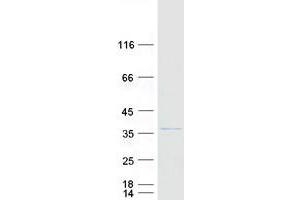 Validation with Western Blot (C5orf35 Protein (Myc-DYKDDDDK Tag))
