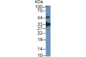 Detection of GDF15 in Mouse Placenta lysate using Polyclonal Antibody to Growth Differentiation Factor 15 (GDF15) (GDF15 anticorps  (AA 30-308))