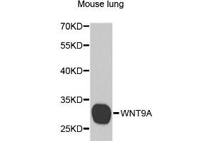 Western blot analysis of extracts of mouse lung, using WNT9A antibody (ABIN5974646) at 1/1000 dilution. (WNT9A anticorps)