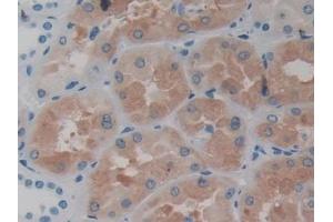 DAB staining on IHC-P; Samples: Human Kidney Tissue (ASS1 anticorps  (AA 1-412))
