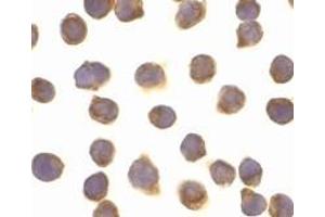 Immunocytochemistry of FLIP in Jurkat cells with AP30342PU-N FLIP antibody at 10 μg/ml.