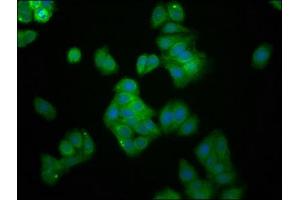 Immunofluorescence staining of HepG2 cells with ABIN7174451 at 1:166, counter-stained with DAPI.