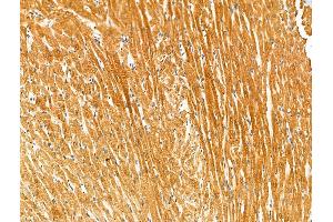 Phospho-Kir6.