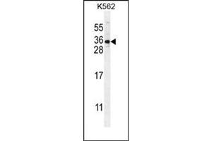 Western blot analysis in K562 cell line lysates (35ug/lane) using STARD6 Antibody (C-term) Cat. (STARD6 anticorps  (C-Term))