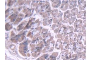 Detection of BMPER in Mouse Stomach Tissue using Polyclonal Antibody to BMP Binding Endothelial Regulator (BMPER)