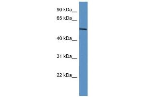 WB Suggested Anti-JMJD4 Antibody Titration:  0. (JMJD4 anticorps  (C-Term))