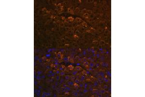 Immunofluorescence analysis of mouse liver using UGT1 antibody (ABIN7271193) at dilution of 1:100.
