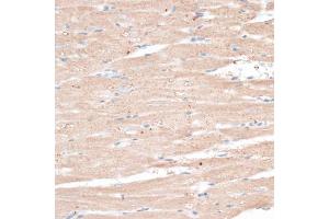 Immunohistochemistry of paraffin-embedded rat heart using ABCB7 antibody. (ABCB7 anticorps)
