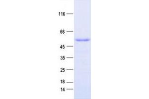 Validation with Western Blot