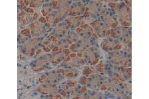 Used in DAB staining on fromalin fixed paraffin- embedded stomach tissue (MPP3 anticorps  (AA 385-570))